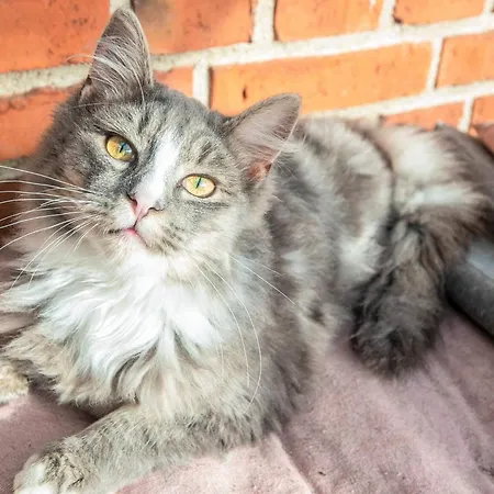 Ferienhaus 4 Person In